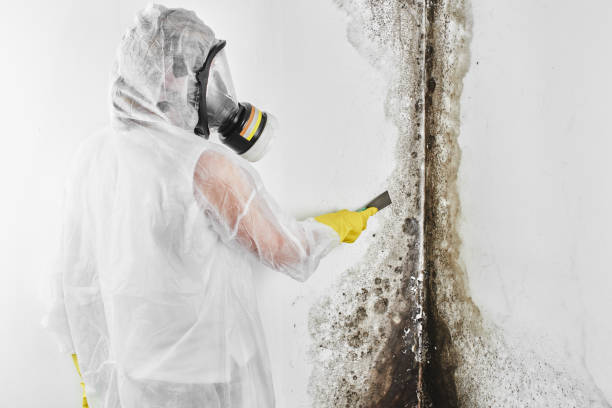 Best Fast Mold Removal  in Atwater, MN