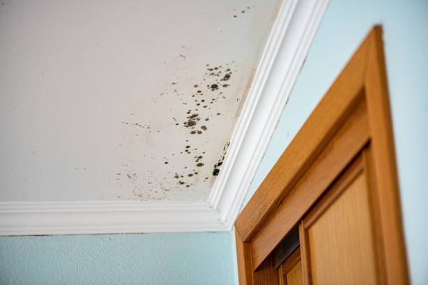 Mold Removal Process in Atwater, MN