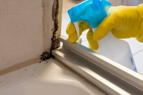 Best Mold Remediation  in Atwater, MN