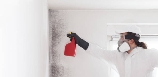 Best Certified Mold Removal  in Atwater, MN