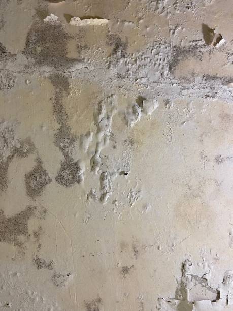 Best Mold Testing  in Atwater, MN