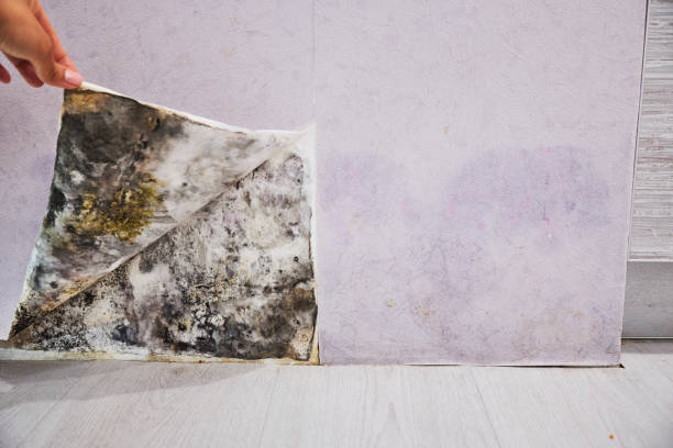 Best Water Damage Restoration  in Atwater, MN